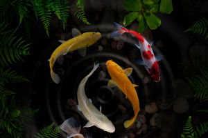 Koi Pond Maintenance!