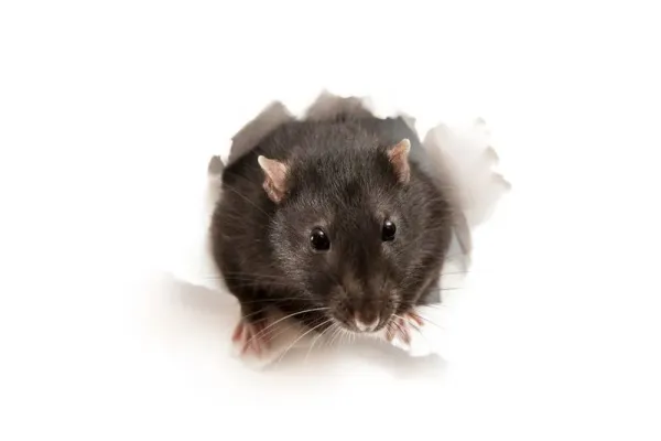94927468 Little rat in the paper hole