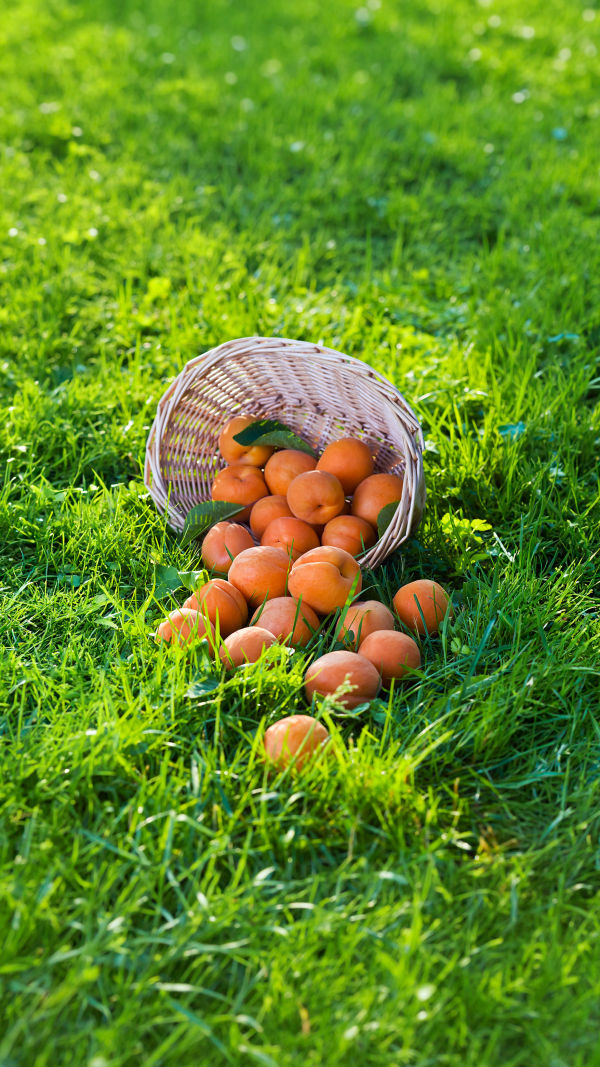Manfaat Buah Aprikot