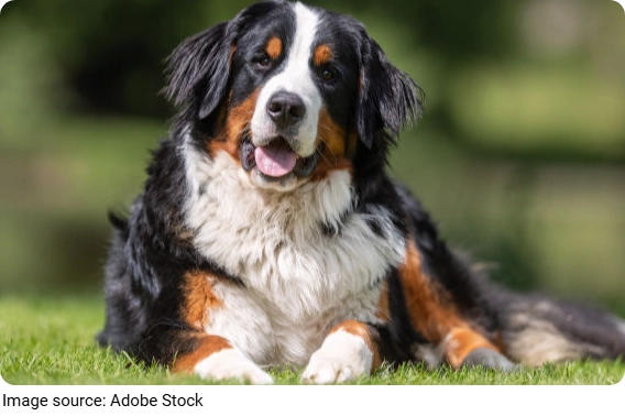 Berner Nähe