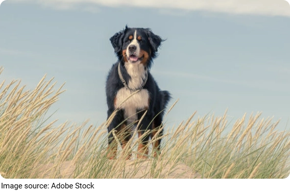 Berner Nähe