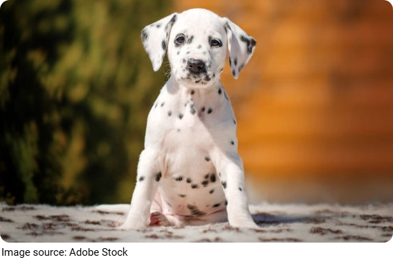 Dalmatian Pup Secret!