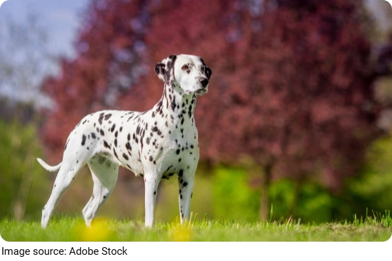 Dalmatian Pup Secret!