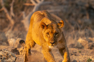 Lioness Hunt Team