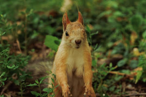 Squirrel Tail Secrets