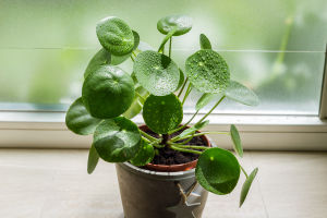 Load failed