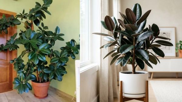 Indoor Plant Home Cooling: Double the cooling with less maintenance! This  cheap plant will provide natural home cooling. indoor-plant-home-cooling -low-maintenance-in-minimum-cost-rubber-plant-ghar-me-lagane-ke-fayde