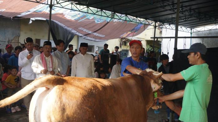 SAPI KURBAN UMUH MUCHTAR 265