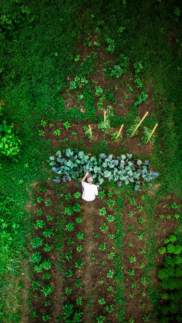 Grow Plants, Grow Wellbeing