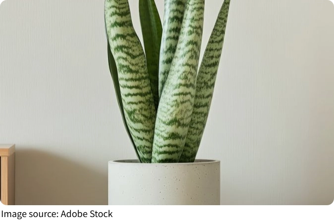 Top Air-Purifying Plants