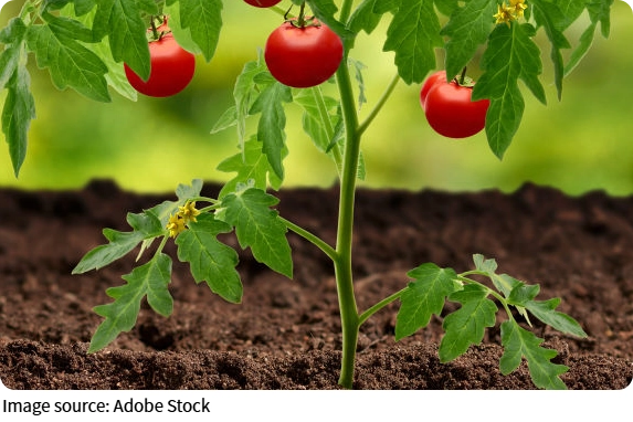 Homegrown Tomatoes