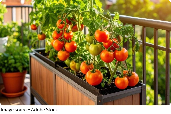 Homegrown Tomatoes