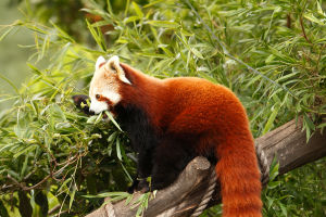 Red Panda Summer Secrets