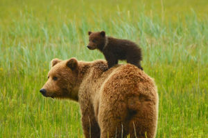 Coastal Bears vs Grizzlies