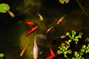Koi's Favorite Zone