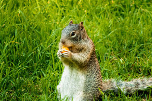 Flying Squirrel Secrets