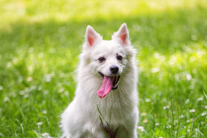 Japanese Spitz Care