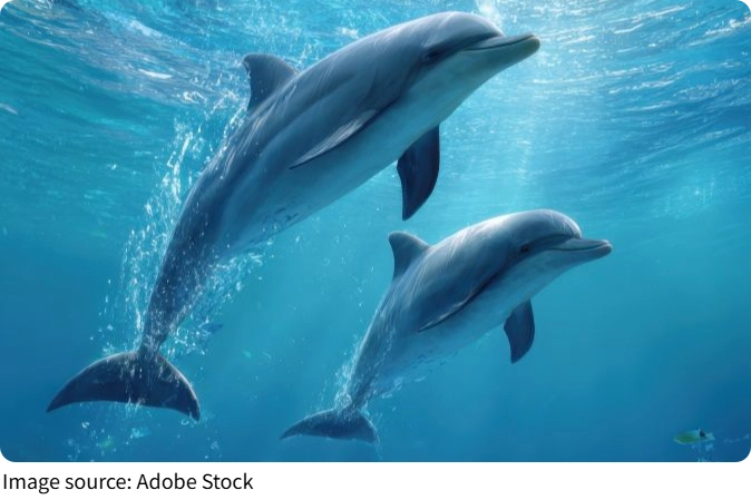 Dolphins in Depth Guide