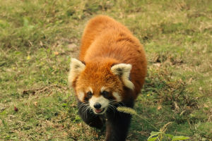 Why Red Pandas High-Step