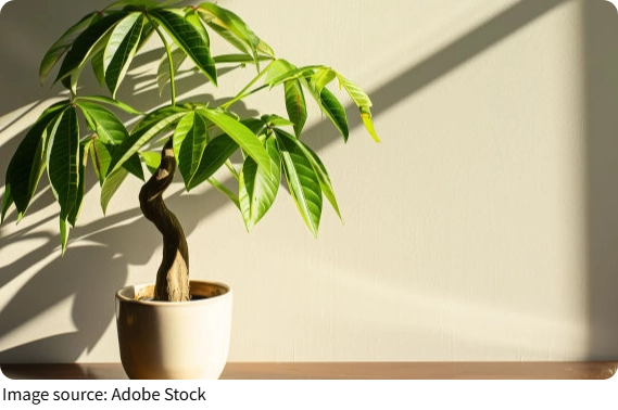 Lucky Houseplants Guide