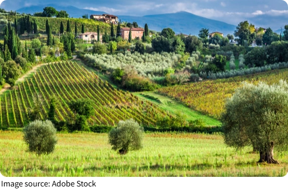 Tuscan Vineyard Landscapes