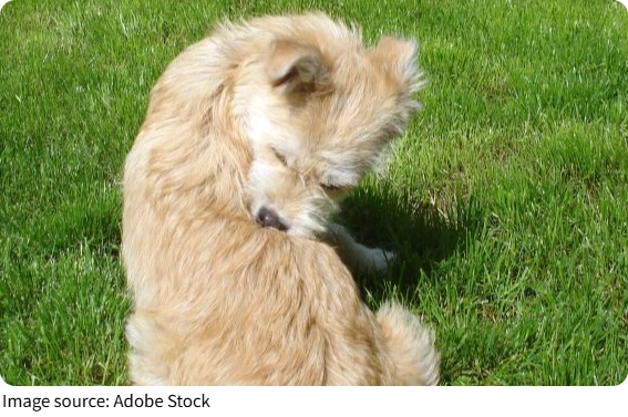 Hunde hören Formen
