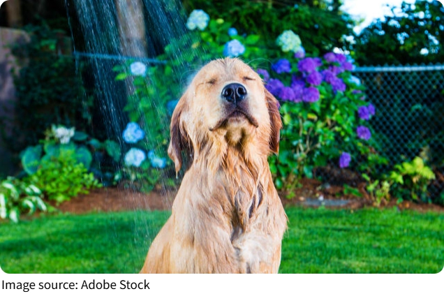 Glückliche Hunde