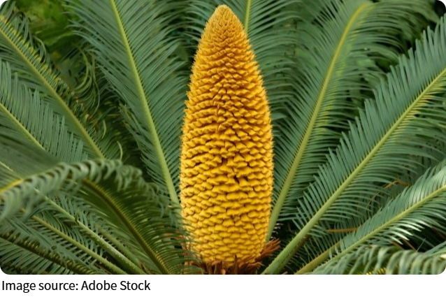 Angiosperms vs Gymnosperms