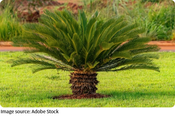 Avoid These Plant Errors