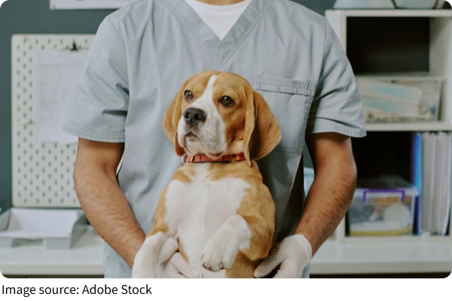 Dog Ear Mite Infection Care