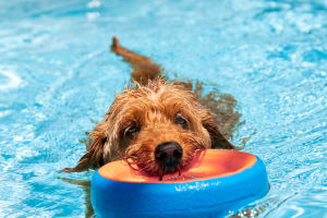 Safe Dog Swim