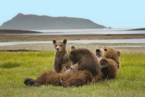 Night Moves of Bears