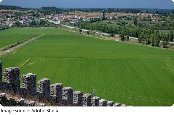 Orașe mai sălbatice?