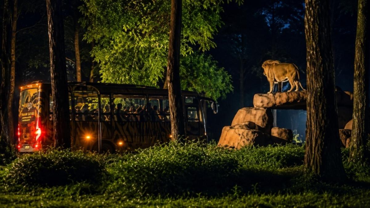 Jangan sampai kelewatan, Night Safari Taman Safari Prigen 2026 digelar terbatas dengan kuota hanya 300 pengunjung per hari.