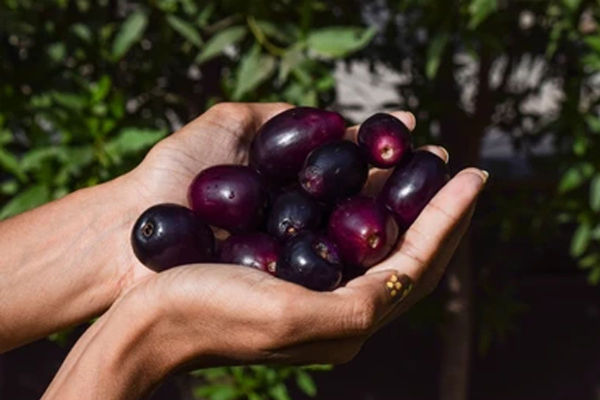 उष्णतेवर मात करण्यासाठी तिखट जामुन पेयाची कृती