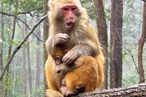 Can Apes Really Sign?