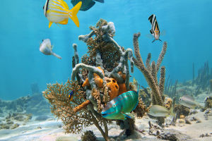 Coral Reefs: Ocean's Cities