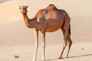 Camels Beat the Heat