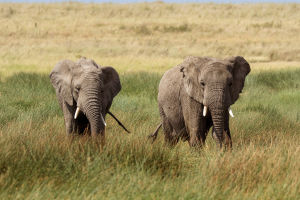 How Elephants Say Goodbye