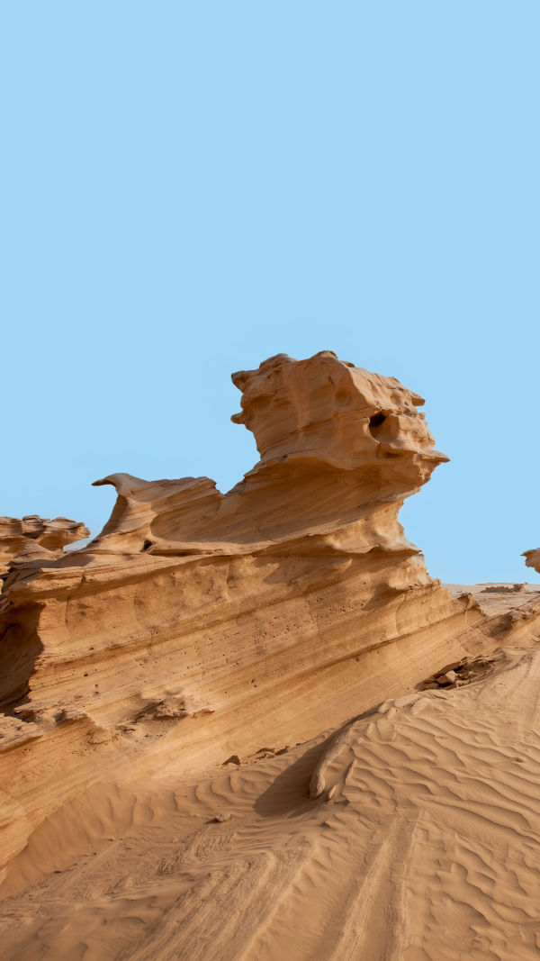 Desert Fossil Wonder