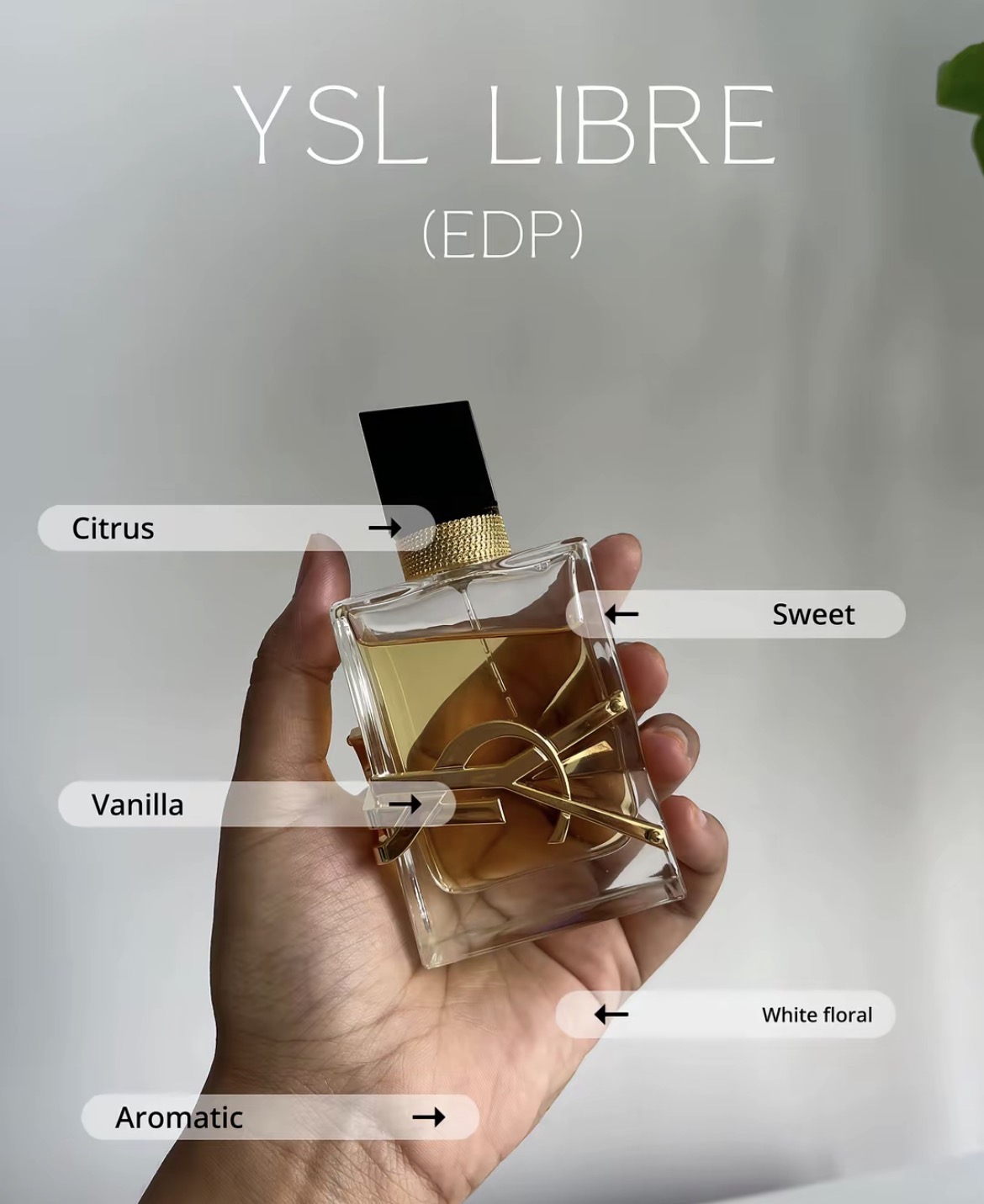 Everyday Perfume Lineup!