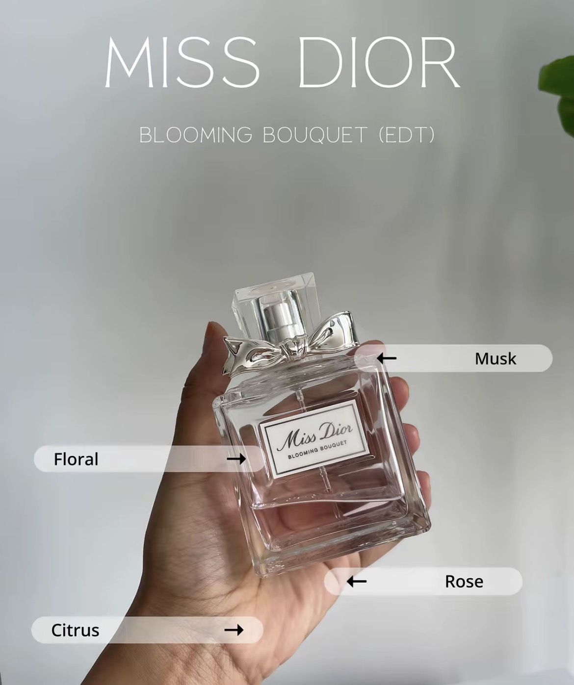 Everyday Perfume Lineup!