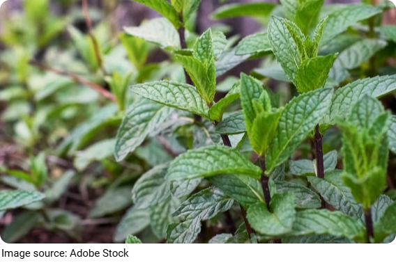 Grow Mint at Home