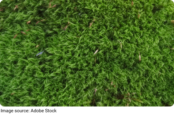 Caring for Dicranum Moss