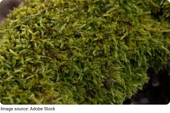 Caring for Dicranum Moss