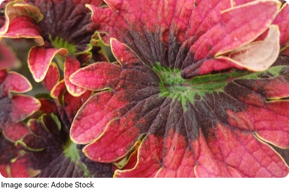 Color Leaf Magic