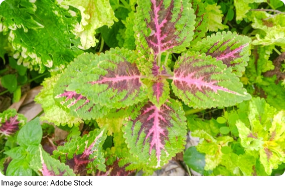 Color Leaf Magic