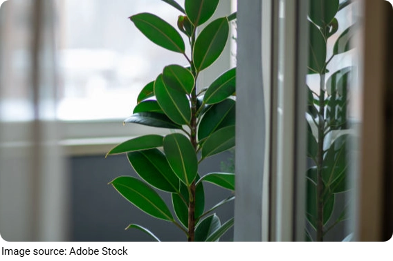 Rub Tree