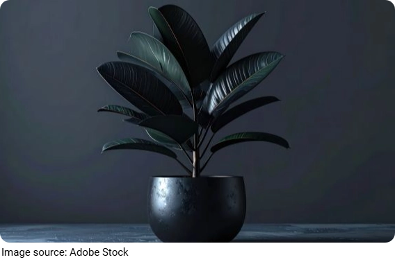 Rub Tree