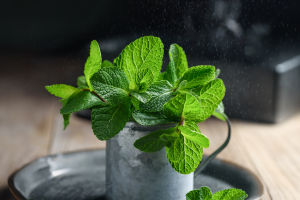 Grow Mint at Home